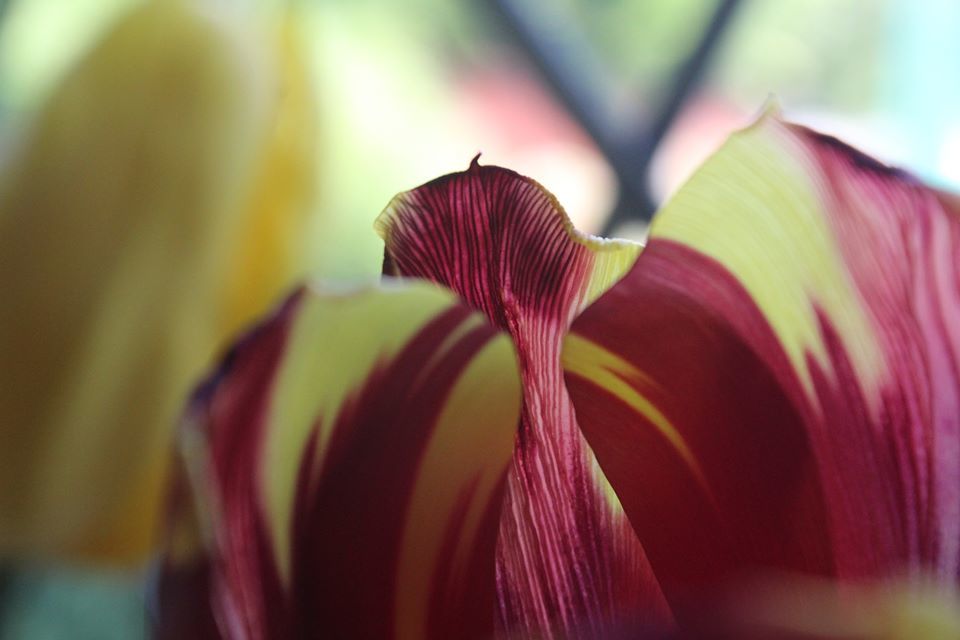 Untitled - Bob Peters