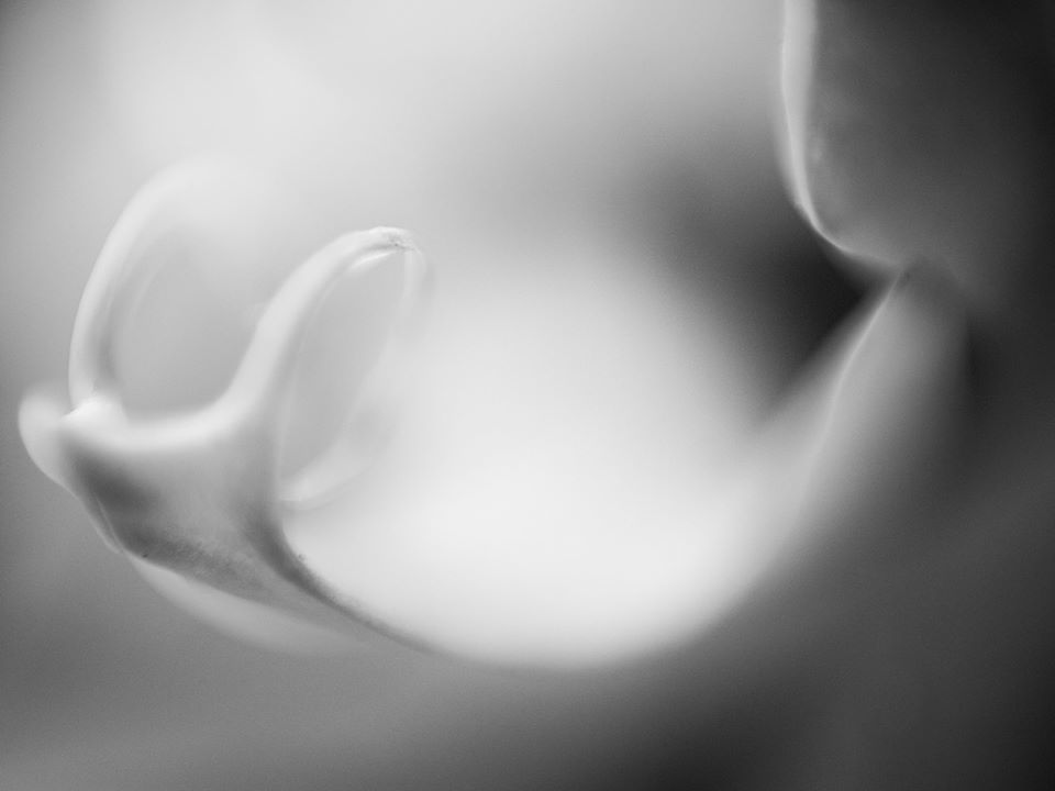 Untitled - Isabel Curdes