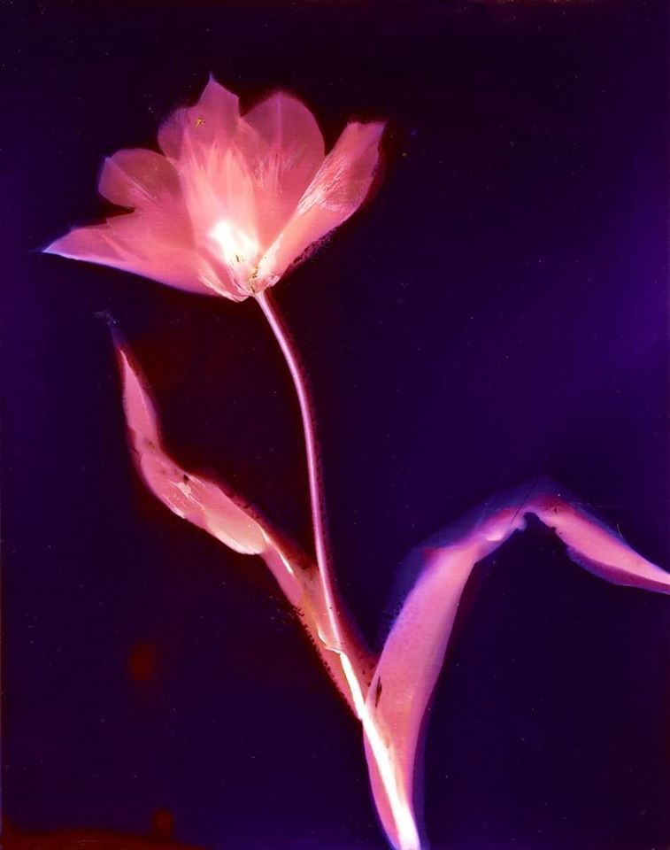 Tulip - Sarah Darke