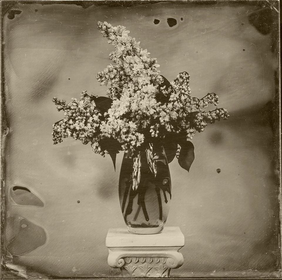 Lilacs - Ray Spence