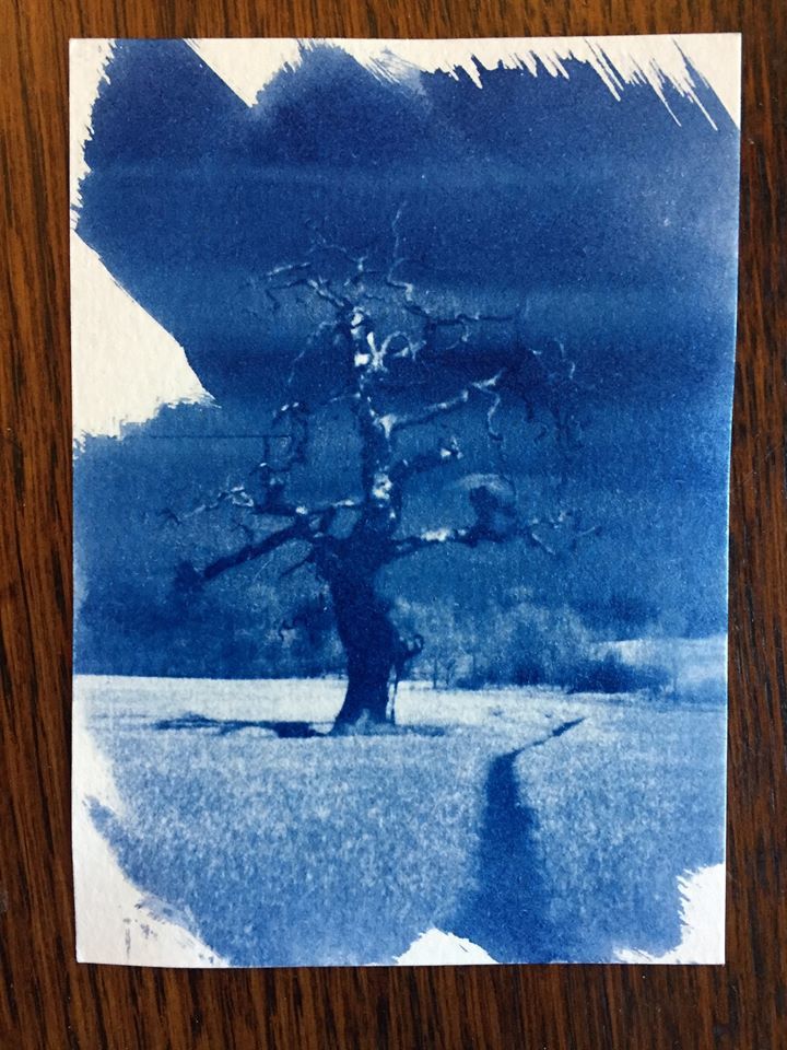 Lone tree - Toby Vandevelde