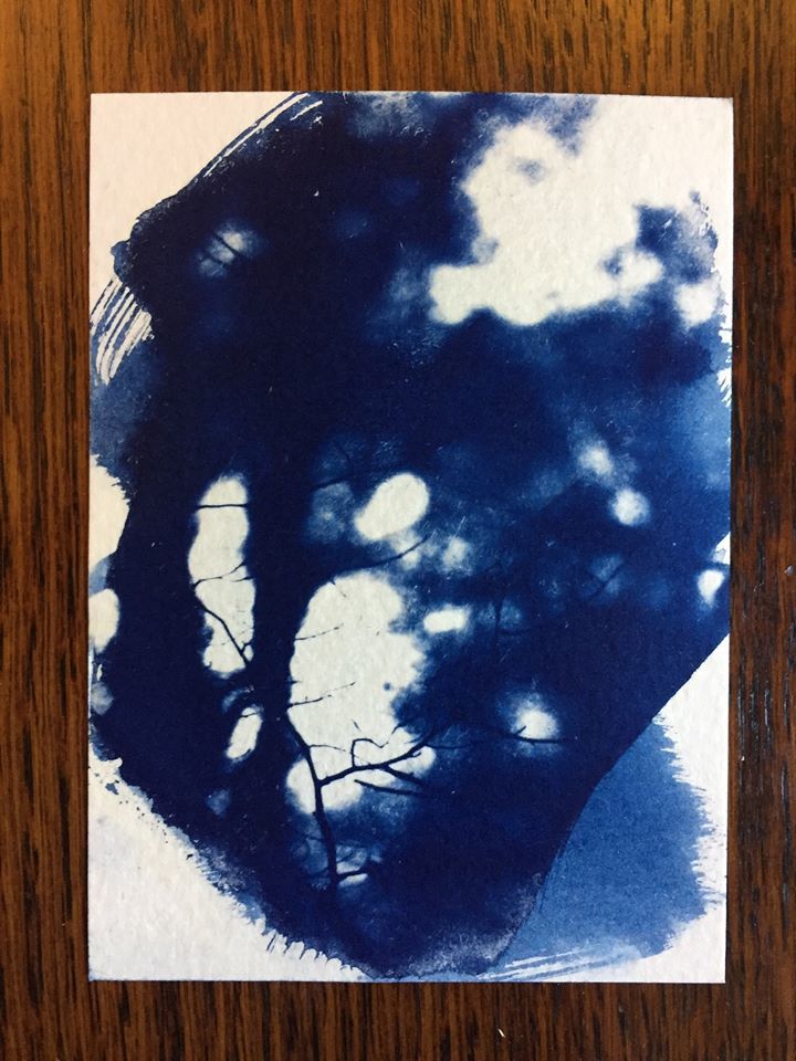 Forest sunset - Toby Vandevelde