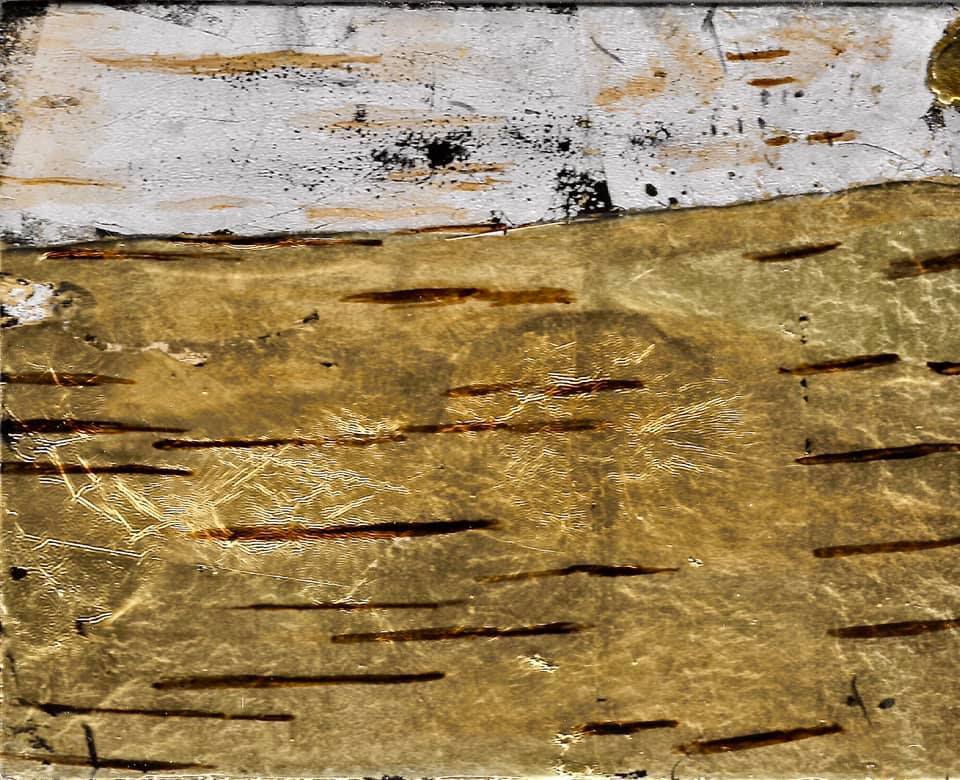 Silver birch.  - Patrick Ballanger