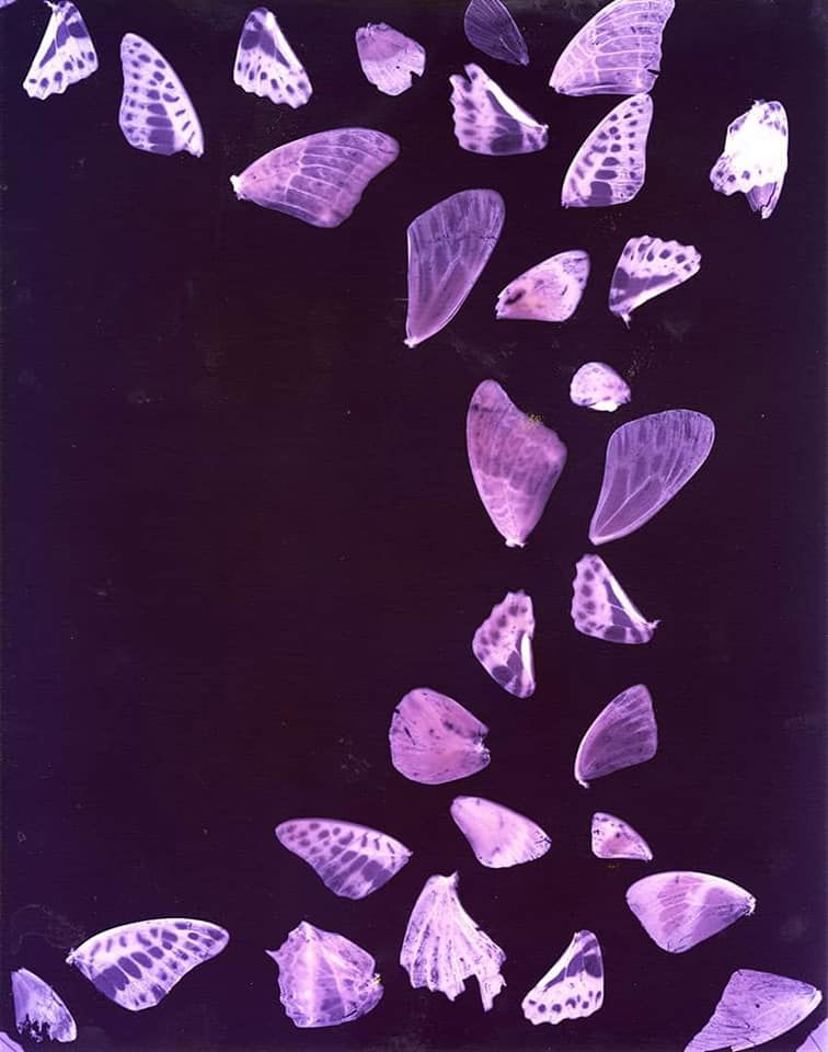 Butterfly wings - Sarah Darke