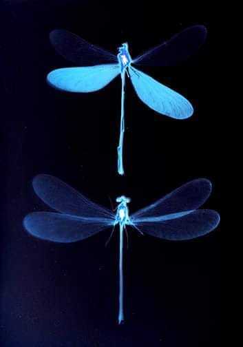Dragonflies - Sarah Darke