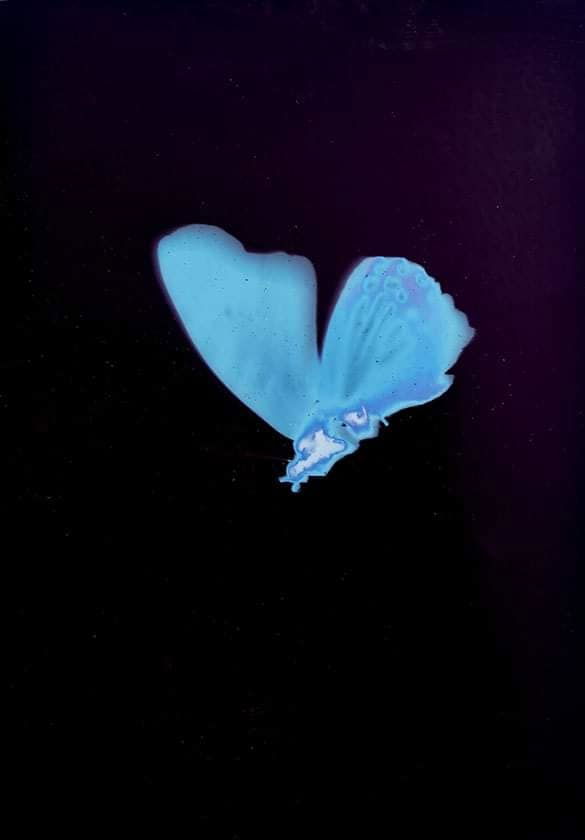 Butterflies - Sarah Darke