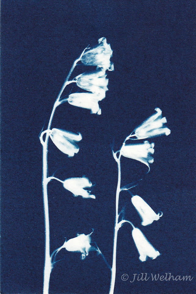 Untitled - Jill Welham