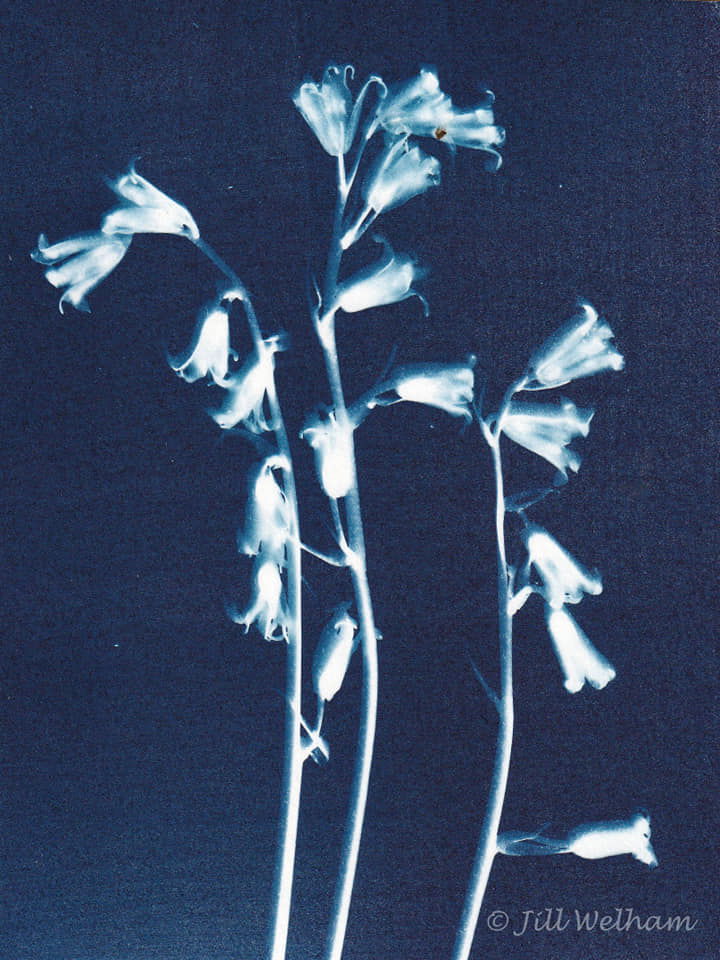 Untitled - Jill Welham