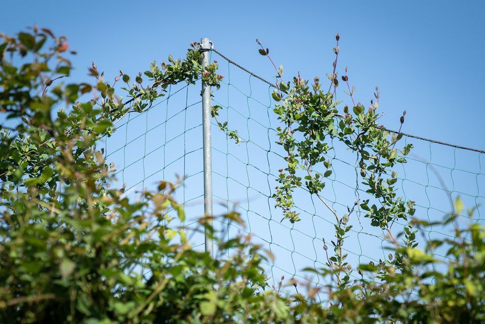 Withycombe Raleigh Common. 06.05.20. - Andy Thatcher
