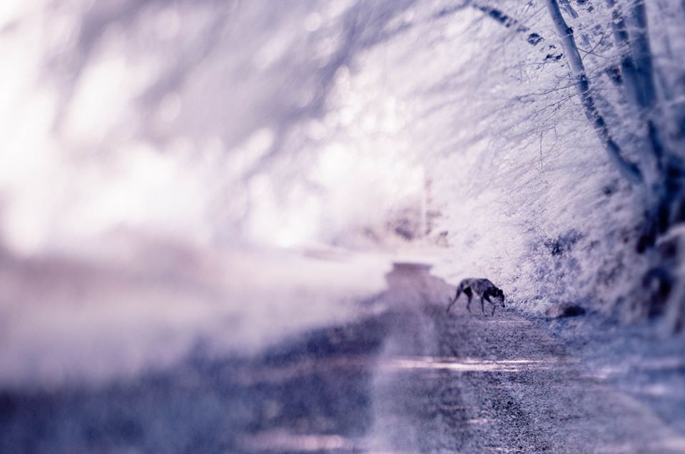 Tara in Infrared. - Toby Vandevelde