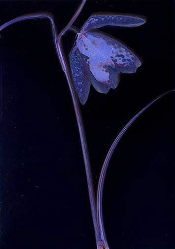 Snakes Head Fritillary - Sarah Darke