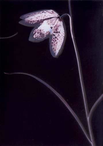 Snakes Head Fritillary - Sarah Darke