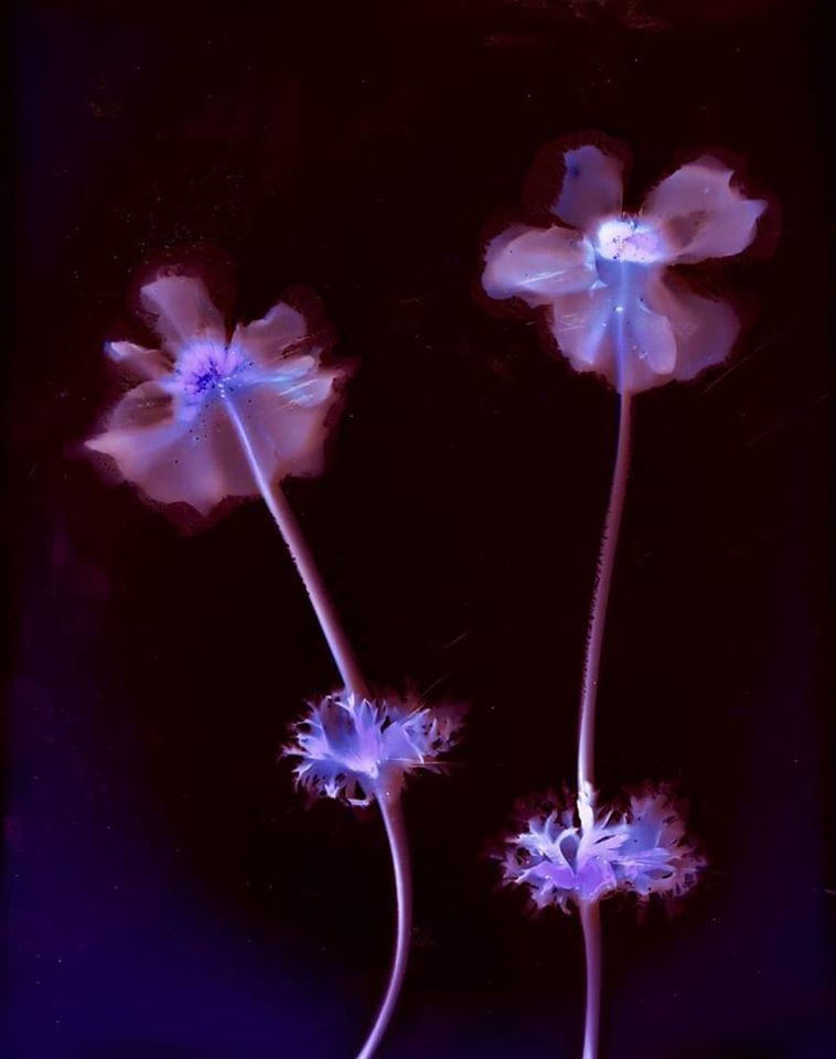 Untitled - Sarah Darke