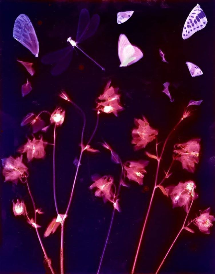 Summertime II.  - Sarah Darke