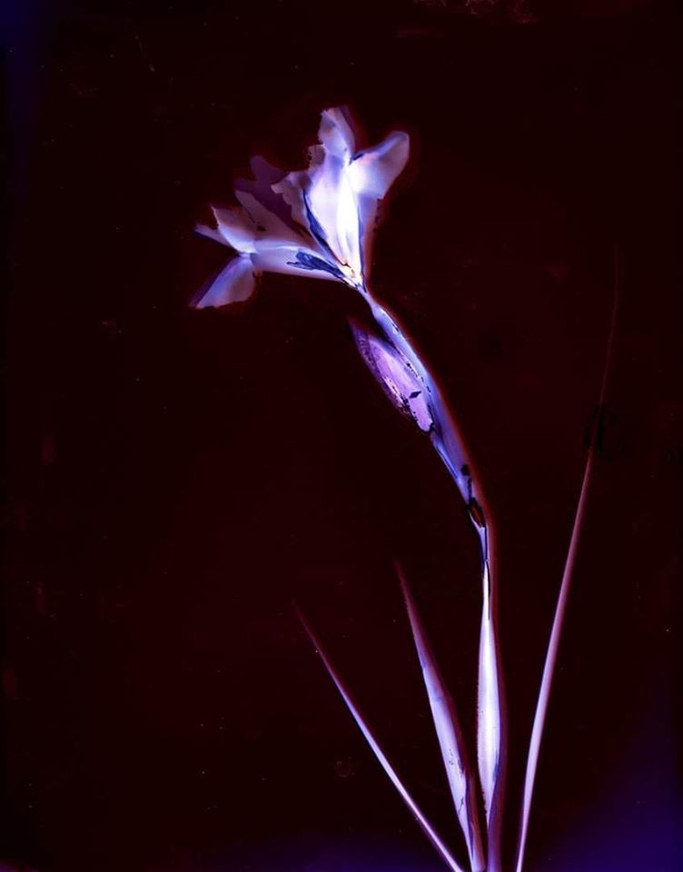 Lumen Print. Iris on Foma paper 1 hour exposure - Sarah Darke