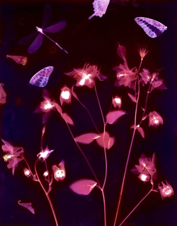 Untitled - Sarah Darke