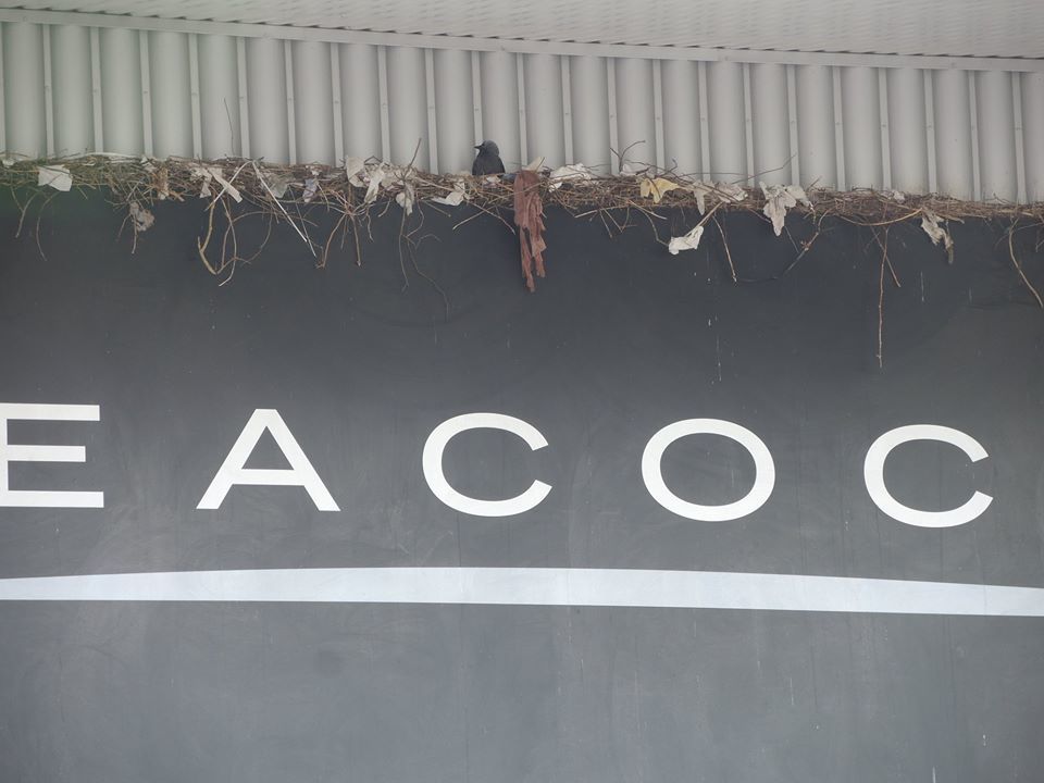 Untitled - Toby Vandevelde