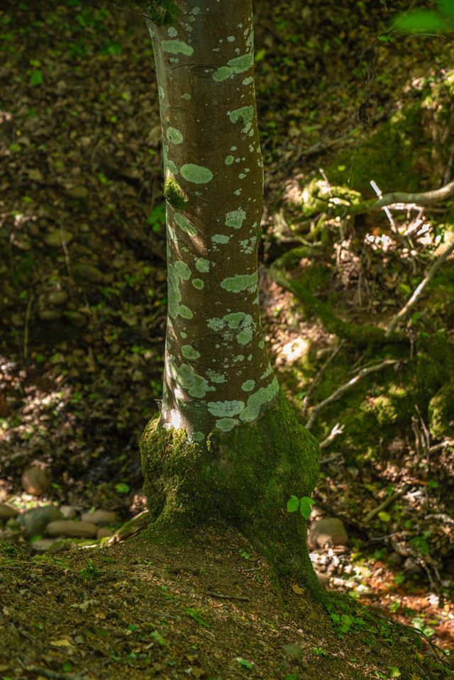 Harpford Common. 13.05.20. - Andy Thatcher