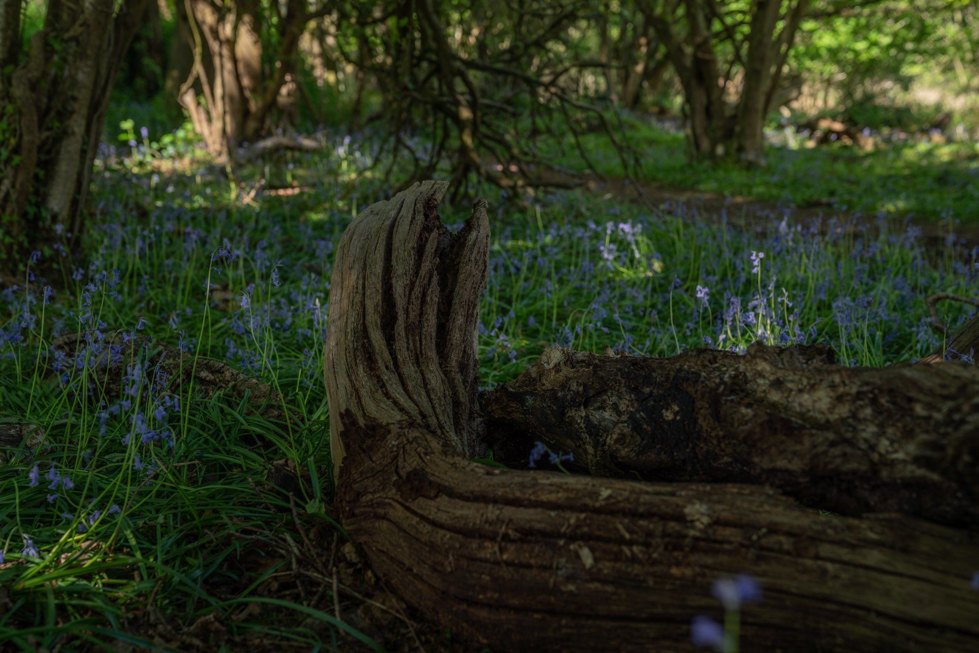 Harpford Common. 13.05.20. - Andy Thatcher