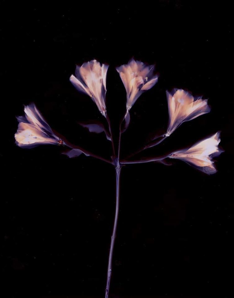 Lumen Print. Alstroemearia on Oriental Seagull paper 3 hour exposure - Sarah Darke