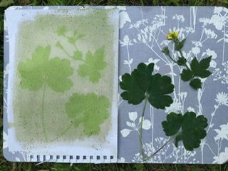 Making spinach anthotypes today - Nicola Williams