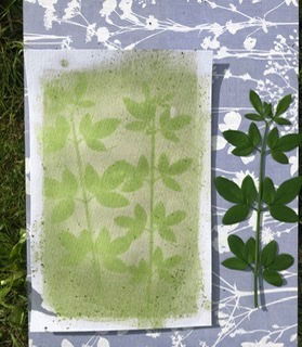 Making spinach anthotypes today - Nicola Williams