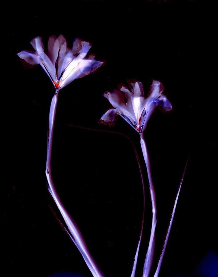 Lumen Print. Two Iris'on Oriental Seagull paper 1 hour exposure - Sarah Darke