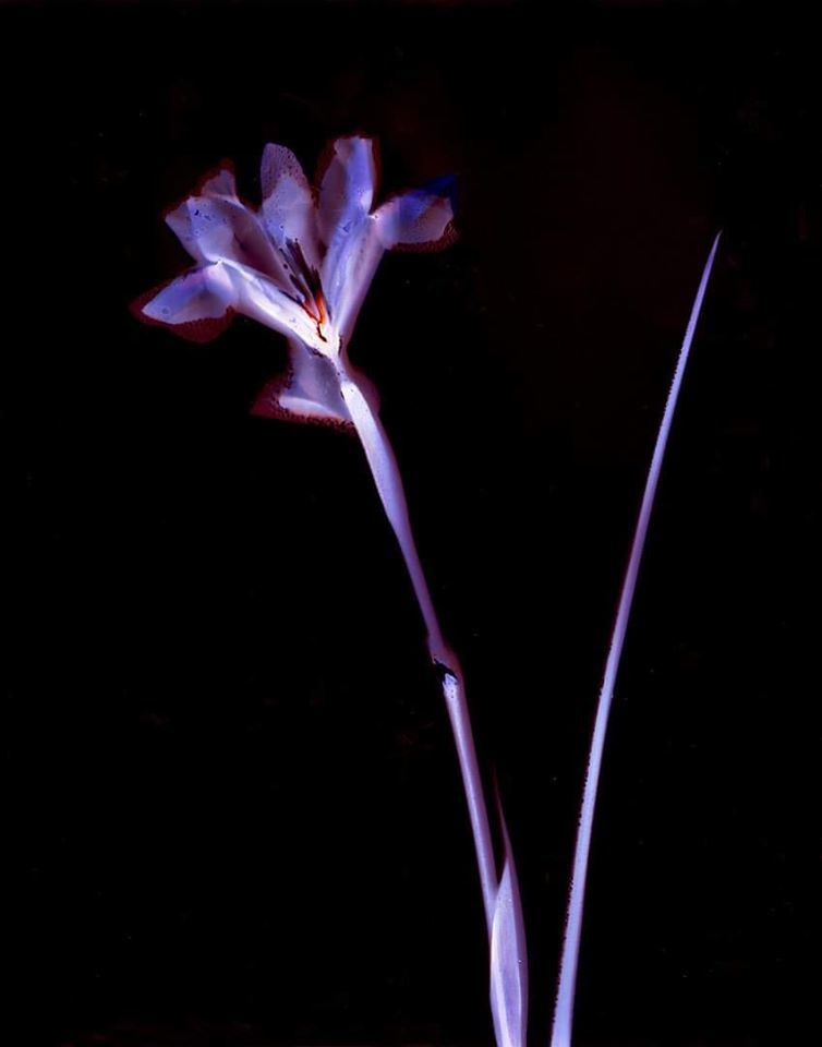 Lumen Print. Iris on Oriental Seagull paper 1 hour exposure - Sarah Darke