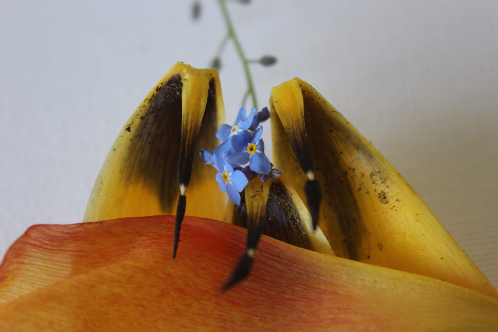Playing with petals, I think these are covid tulip arachnids. Scarey eh?? - Bob Peters