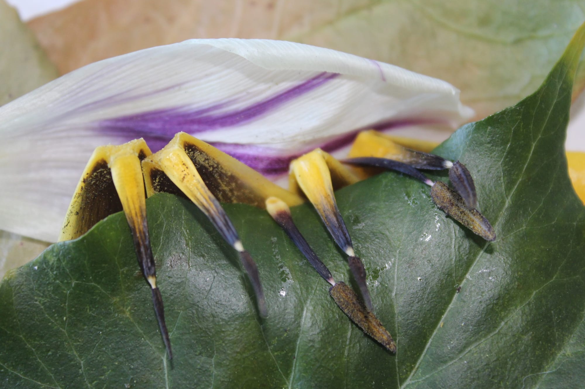 Playing with petals, I think these are covid tulip arachnids. Scarey eh?? - Bob Peters