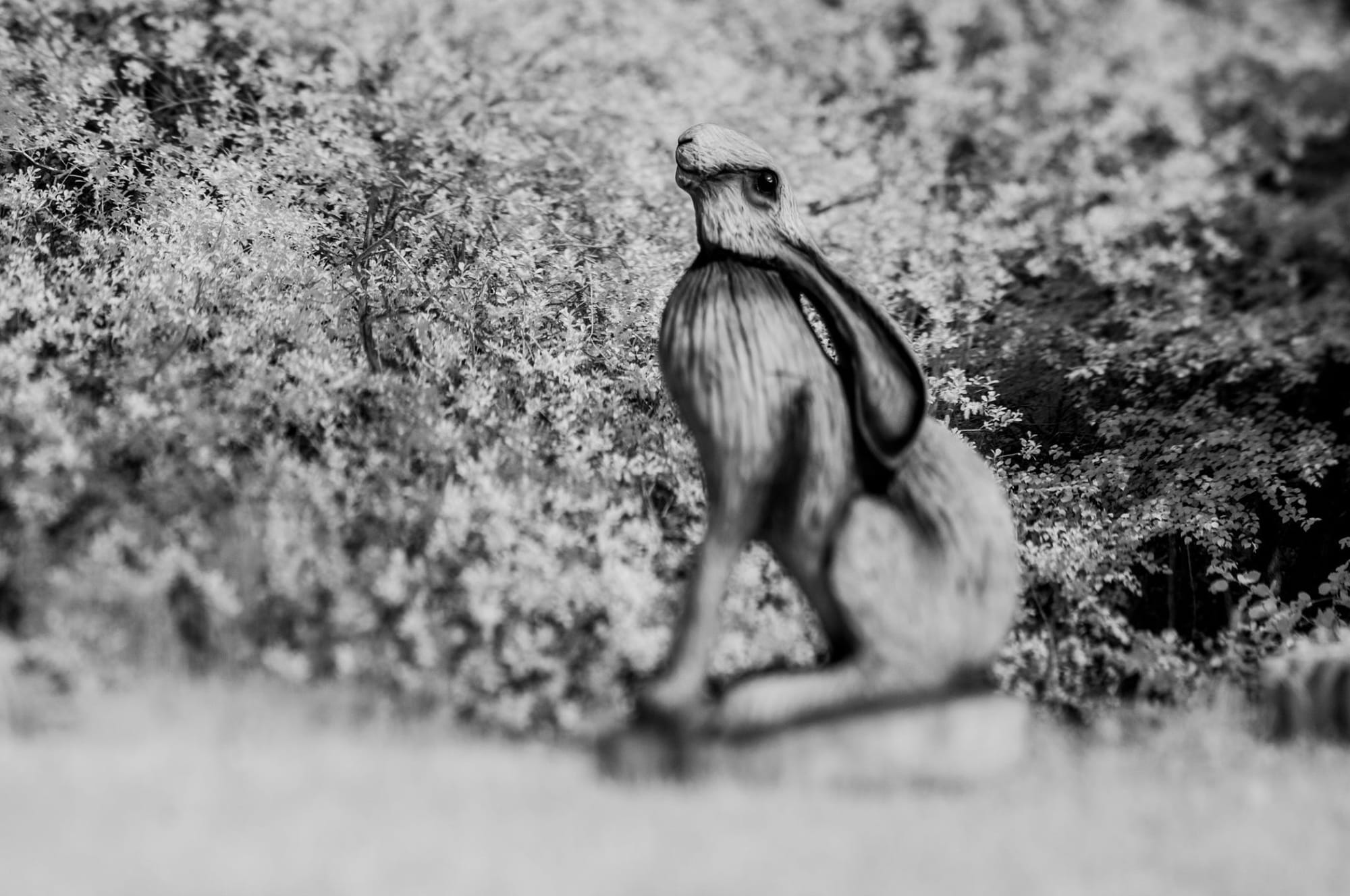 The Chainsaw Hare.  Again. - Toby Vandevelde