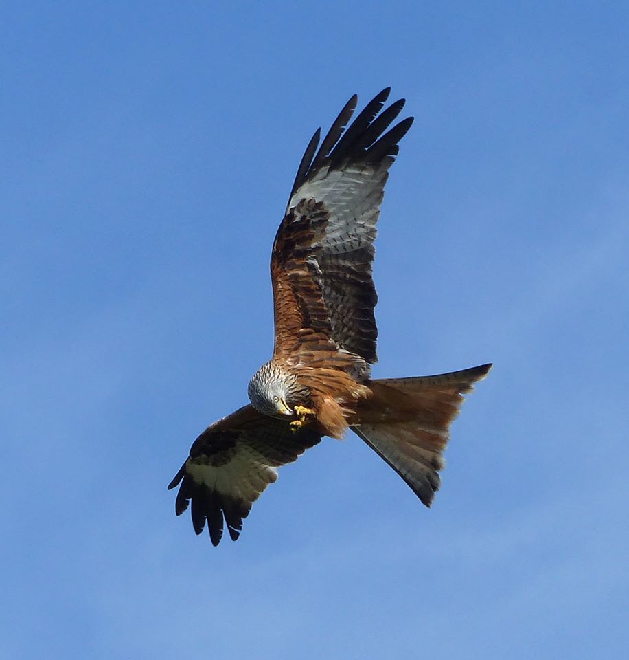 Red Kite - Emma Wheeler