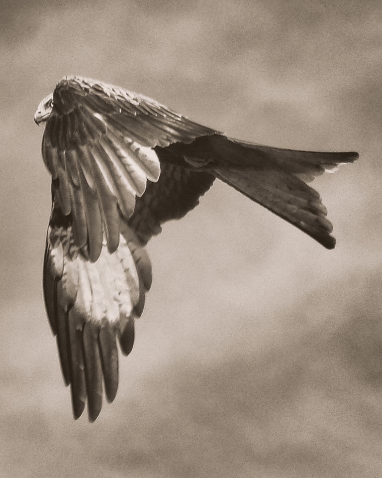 Red Kite - Emma Wheeler