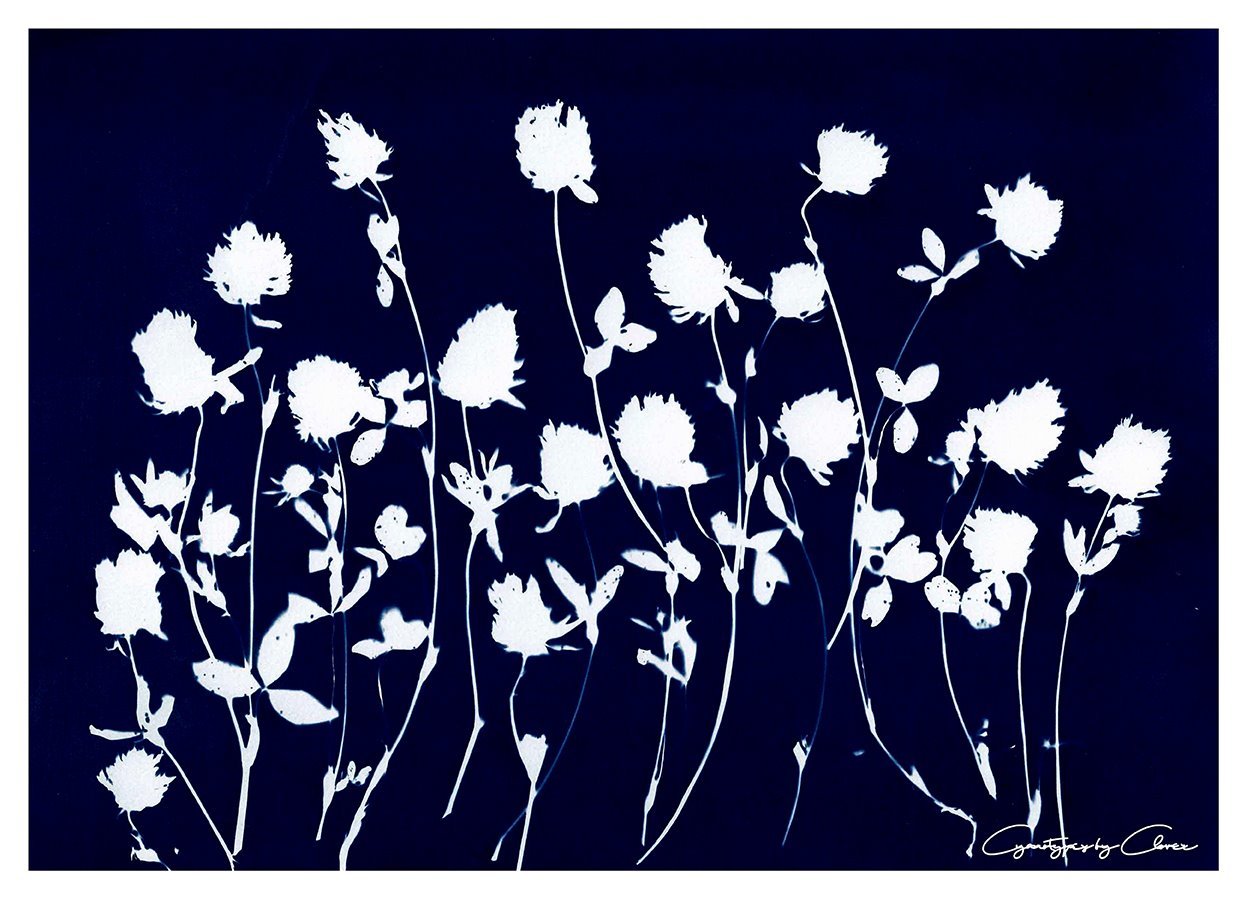 Red clover flora by traditional cyanotype method💙 - Shetland in Blue
