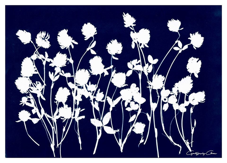 Red clover flora by traditional cyanotype method💙 - Shetland in Blue