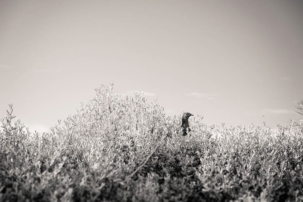 Untitled - Nathan Ross