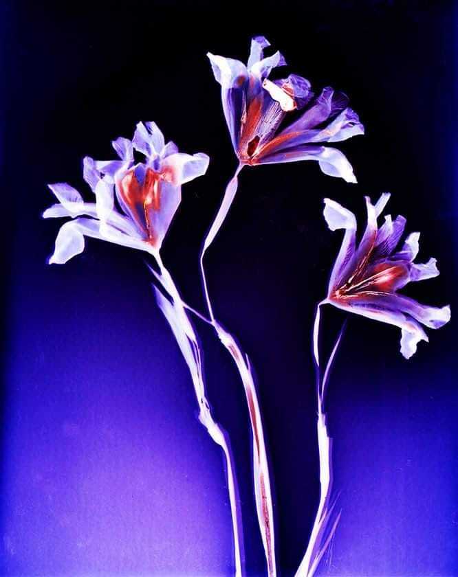 Lumen Print. Iris on Kodak Ektocolor paper 1 hour exposure - Sarah Darke