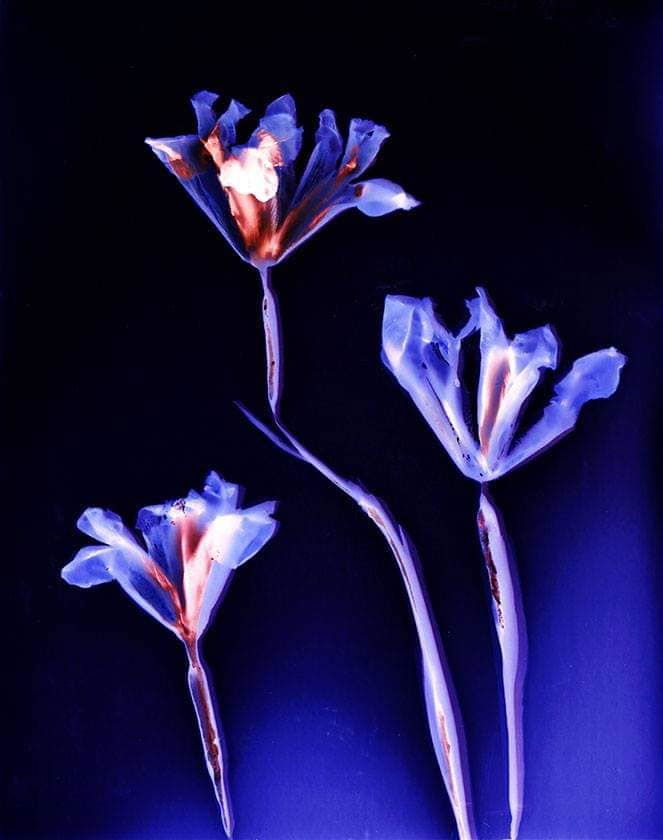 Lumen Prints. Iris on Kodak Ektocolor paper 1 hour exposure - Sarah Darke