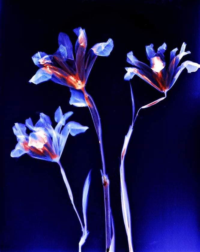 Lumen Prints. Iris on Kodak Ektocolor paper 1 hour exposure - Sarah Darke