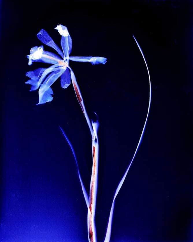 Lumen Prints. Iris on Kodak Ektocolor paper 1 hour exposure - Sarah Darke