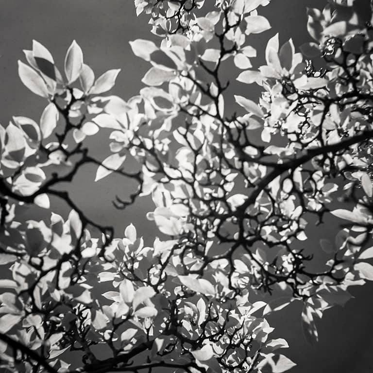 Home Light - Meradith Wilson