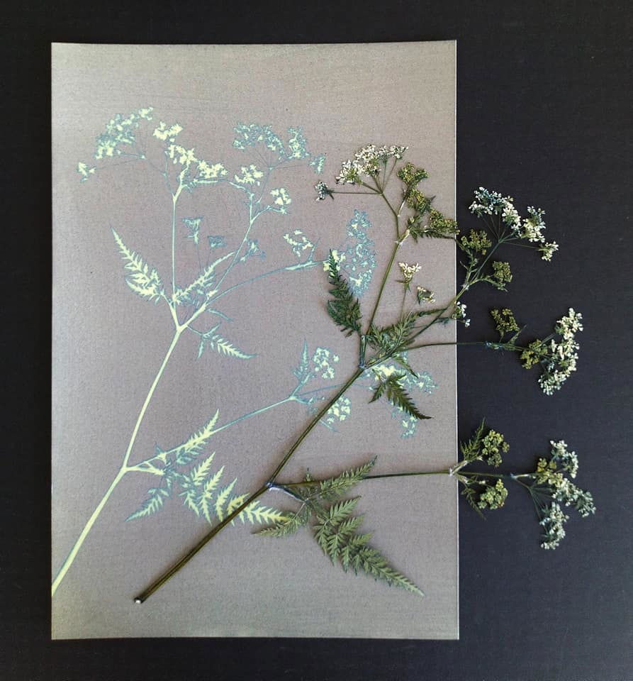 Cyanotypes - Jill Welham