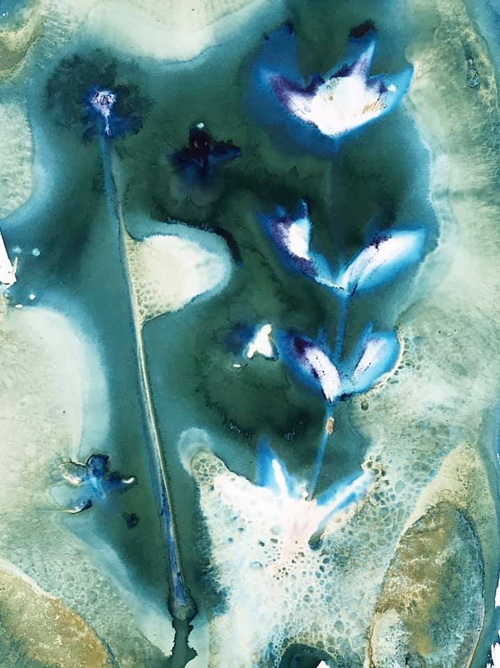 Today’s wet cyanotypes - Meredith Wilson