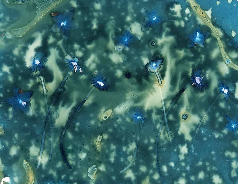 Today’s wet cyanotypes - Meredith Wilson
