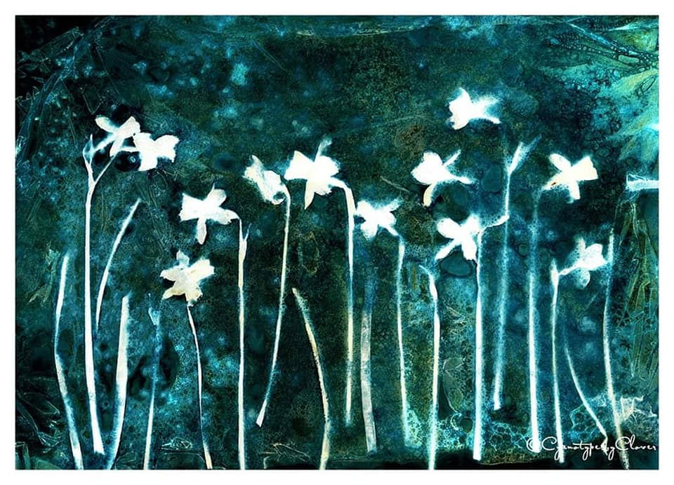 Dainty mini daffodils with wet cyanotype exposed for 20 hours 💙 -  Shetaln in Blue
