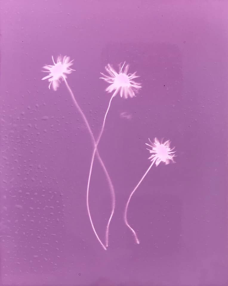 Daisy Lumen Prints - Meredith Wilson