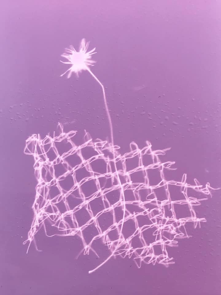 Daisy Lumen Prints - Meredith Wilson