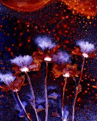 Lumen Print. Chrysanthemums on Kodak Ektocolor paper 1 hour exposure - Sarah Darke