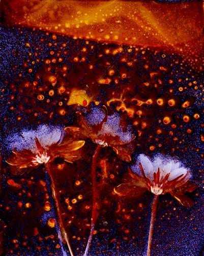 Lumen Print. Chrysanthemums on Kodak Ektocolor paper 1 hour exposure - Sarah Darke