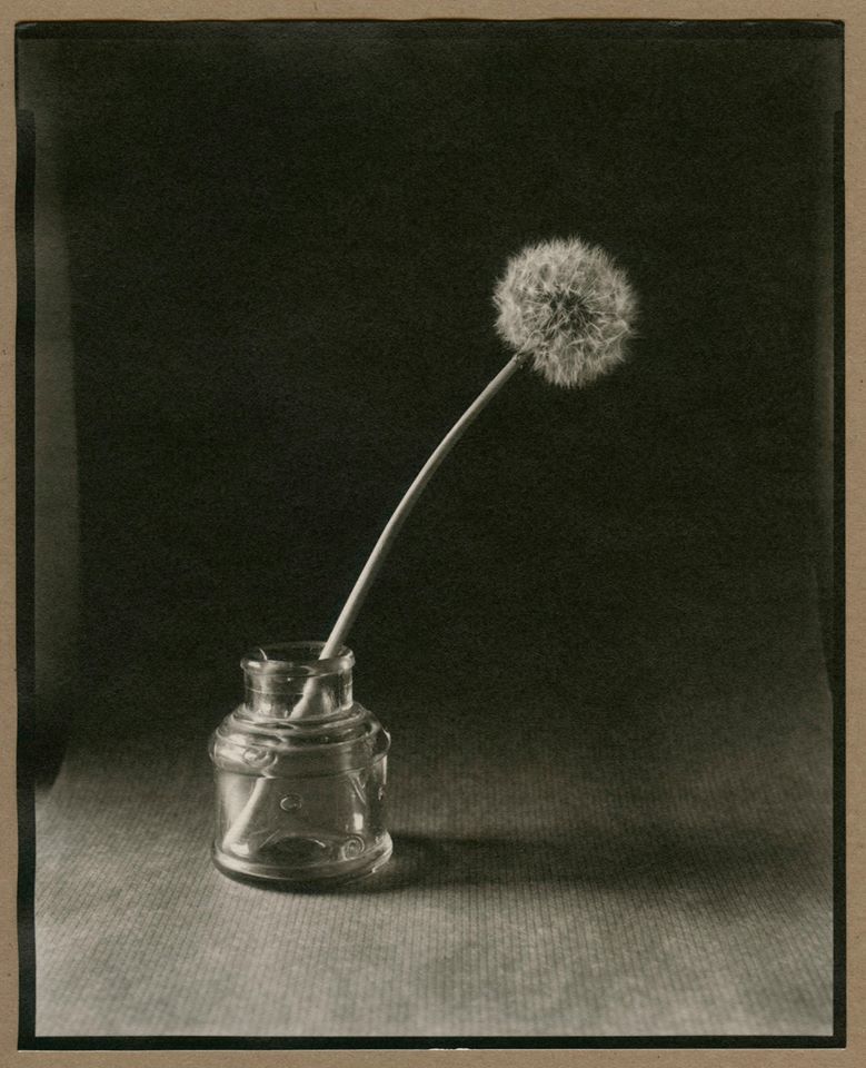 Dandelion and ink bottle. - Andrew Sanderson